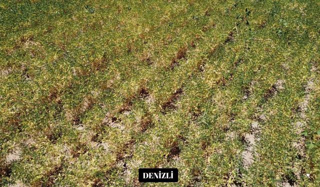 Yeni nohut çeşidi Denizli'nin dışında ekilen bölge illerinde de yüksek verim verdi