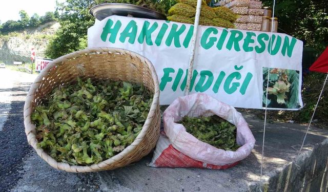 Yeni sezonun ilk fındığı tezgahlarda: Yeşil kabuklu fındığın kilosu 200 TL