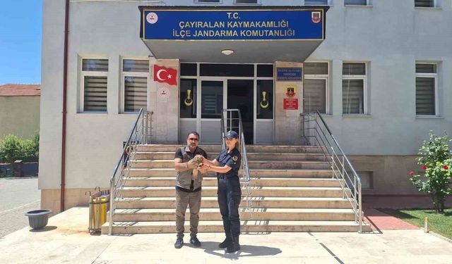Yozgat'ta yaralı şahin tedavi altına alındı