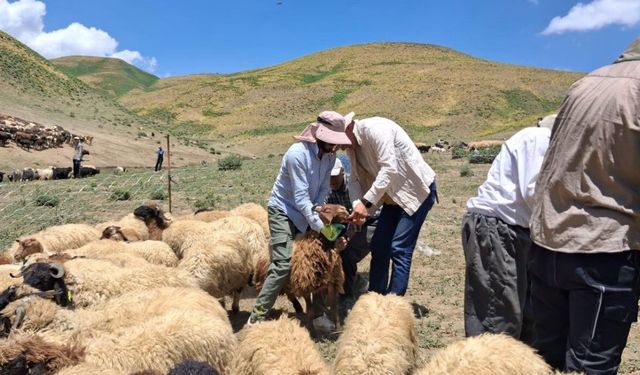 Yüksekova'da hayvanların aşılama ve kimliklendirme çalışmaları sürüyor