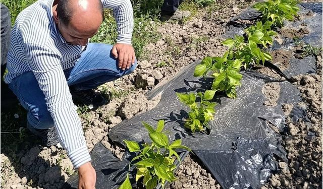 Yüksekova'da sera ve bahçelerde denetim