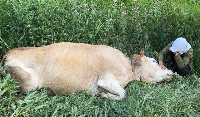 Yüksekova'da yürek yakan görüntü: Uçurumdan düşerek telef olan ineğine sarılıp saatlerce ağladı