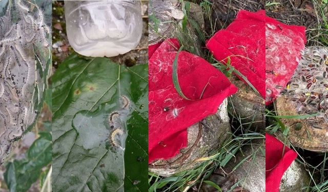 Tırtıllar Hızla Yayılıyor, Üreticiler Yok Etmek İçin Tuzak Geliştiriyor