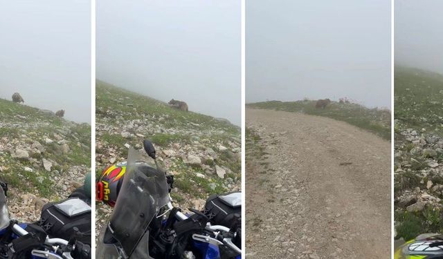 Rize’de Motorcular Ayılarla Burun Buruna Geldi