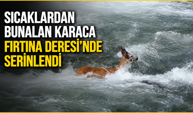 Sıcaklardan bunalan karaca Fırtına Deresi'nde serinledi