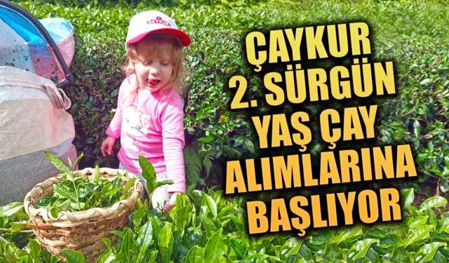 ÇAYKUR 2. sürgün yaş çay alımlarına başlıyor