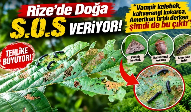 Rize'de Doğa S.O.S Veriyor, Şimdi de Bu Çıktı!..