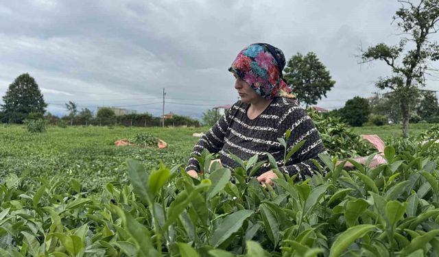 Çaykur 2. sürgünde 169 bin ton yaş çay alımı gerçekleştirildi