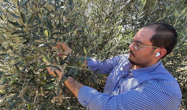 ABD'nin gümrük vergisi kararı zeytinyağı sektörünü etkileyecek...
