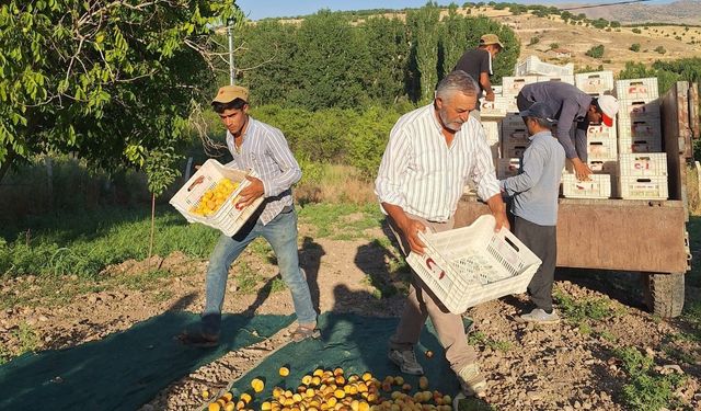Akçadağ Ziraat Odası Başkanı İnal'dan kayısı fiyatları için TMO çağrısı