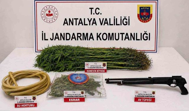 Alanya'da 120 kök kenevir ele geçirildi