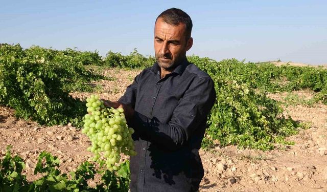 Anadolu'nun Unutulan Lezzeti 'tahannebi' üzümü Malatya'da yeniden ekonomiye kazandırılıyor