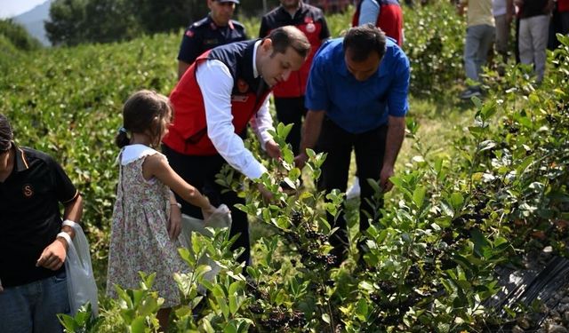 Andırın'da aronya hasadı