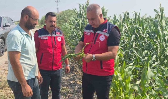 Antakya'da mısır hasadı devam ediyor