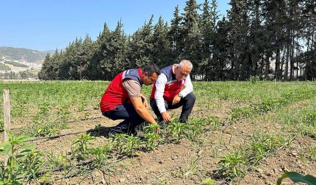 Antakya'da sebze üreticisiyle sahada istişare edildi