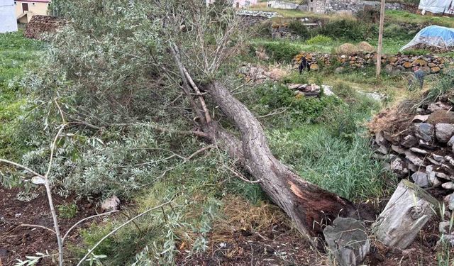 Ardahan'da şiddetli fırtına ağaçları kökünden söktü