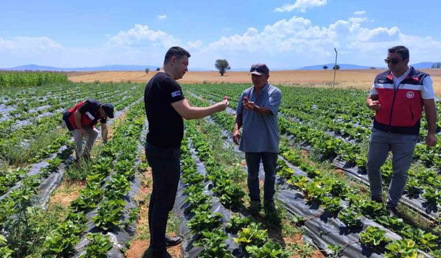 Aslanapa'da çilek ve biber üreticisine ziyaret