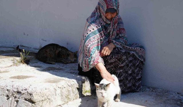 Bayburt'ta senelerdir sahipsiz hayvanları besleyen kadın, 10 yıldır baktığı sokak kedisini kaybetti: 'İki gün ağladım'