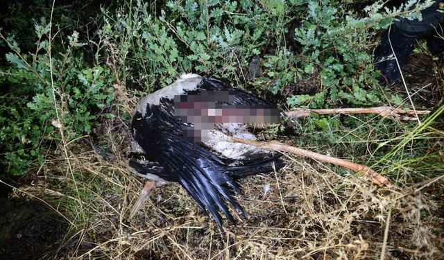Bilecik'te kuşun elektrik teline çarpması sonucu çıkan yangın kontrol altına alındı