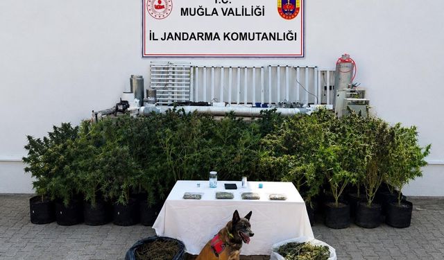 Bodrum'da evden 56 kök kenevir ve 10 kilo skunk ele geçirildi