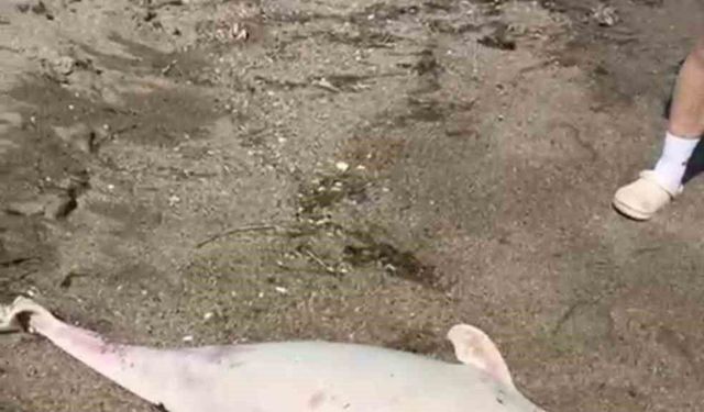 Boğaz'da yunus ölümleri devam ediyor, vatandaşlar tedirgin