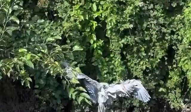 Çalıların arasına sıkışan balıkçıl kuşun imdadına itfaiye yetişti