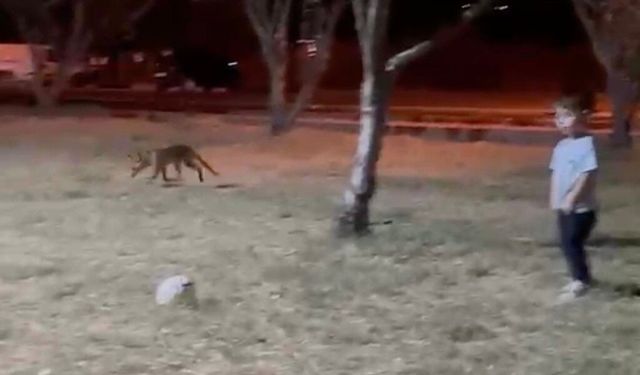 Çanakkale'de minik çocuğun topunu tilki böyle çaldı