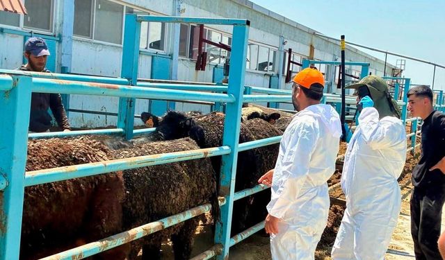 Çay'da ithal besilik hayvanlara sağlık kontrolü