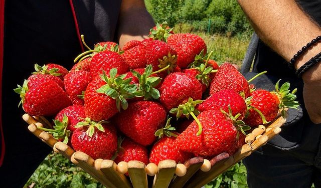Çilek yetişmez denilen Ağrı toprağı çileği sevdi: Dekar başına 2 ton verim