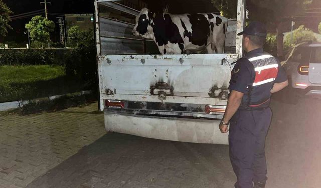 Çine'deki 365 bin liralık hayvan dolandırıcılığı jandarmaya takıldı