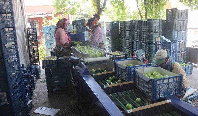 Coğrafi işarete sahip 'Bayramiç beyazı'nda bu yıl 10 bin ton ürün bekleniyor