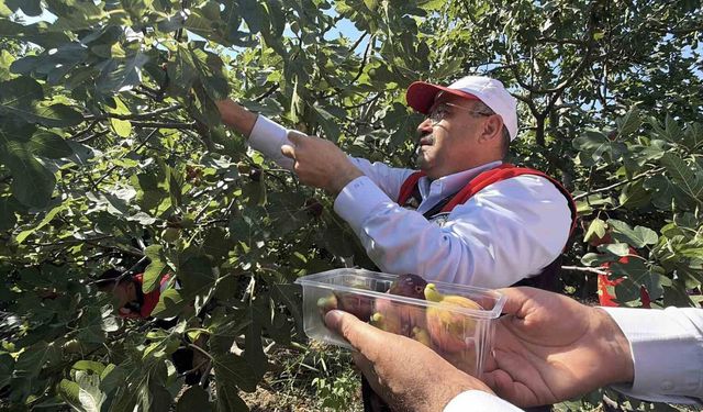 Coğrafi işaretli Havran siyah incirinde hasat başladı