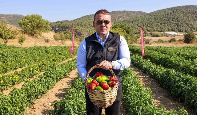 Coğrafi işaretli Kamber Biberi'nde hasat başladı