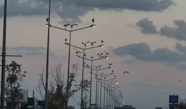 Çorlu'da ilginç manzara: Direkler, ağaçlar ve tarlalar leyleklerle doldu