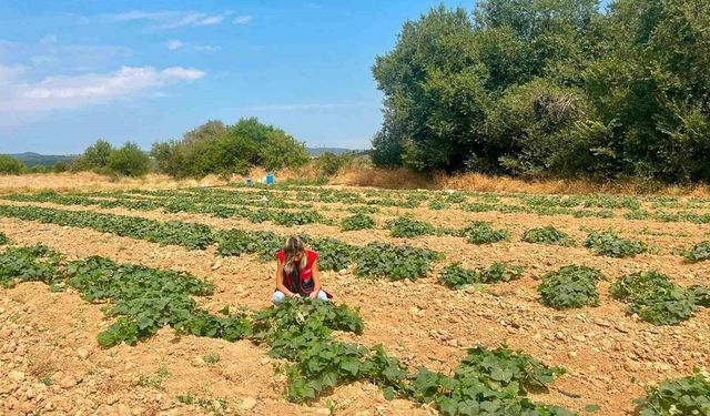 Dazkırı'da alternatif ürünler için saha çalışması