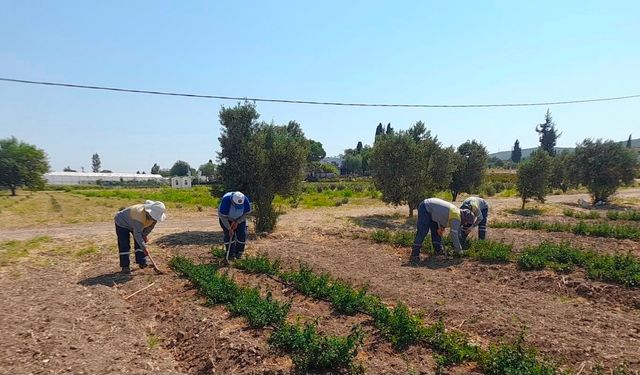 Didim Belediyesi'nden topraktan kente uzanan üretim