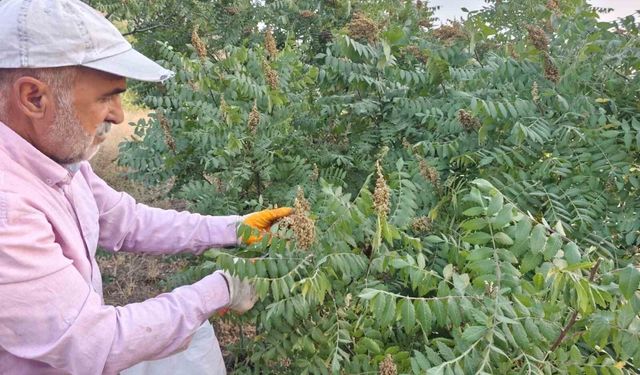 Elazığ'da kebapçıların gözdesi sumağın hasadı başladı