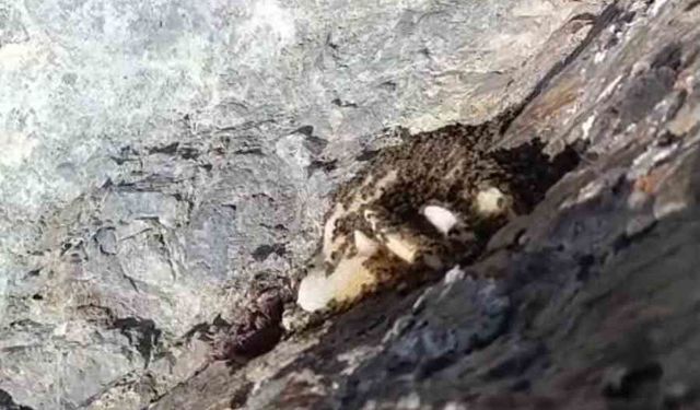 Elazığ'da sarp kayalıklarda oluşan doğal kaya balı bulundu