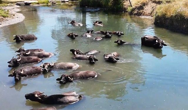 Erzincan'da Manda Yetiştiricileri Birliği kuruluyor