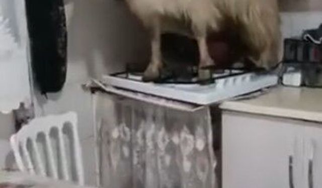 Eve kaçan keçiyi yakalayamadı...'Keçiyi polise ihbar edeceğim' diye tehdit etti
