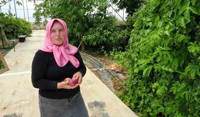 Evin çatısında tohumla başlayan yolculuk, tropikal meyve müzesine dönüştü