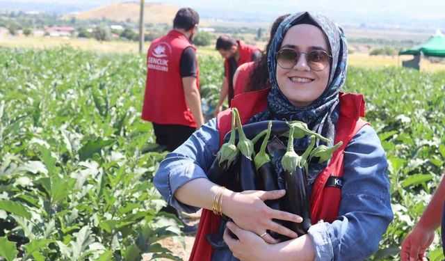 Gençlik merkezi gönüllüleri patlıcan hasadına katıldı