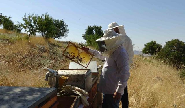 Gercüş'te bal hasadı heyecanı: Üreticinin yüzü gülüyor