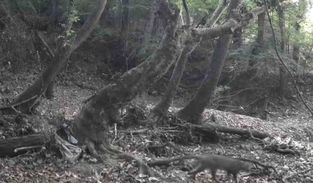 Gözlerden uzakta yaşıyorlar, Tekirdağ'ın yaban hayatı böyle görüntülendi