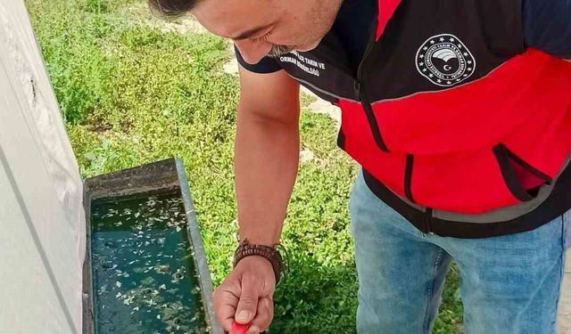 Haziran böceğiyle mücadele sürüyor