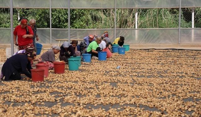 İncir üreticilerinden Bakanlığa çağrı: 'İşletmelerin ve tüccarların denetlenmesi lazım'
