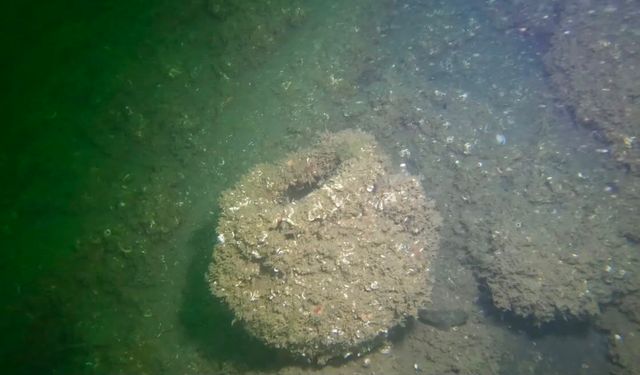Japon mimar Yoshinori Moriwaki 17 Ağustos depreminin izlerini su altında inceledi