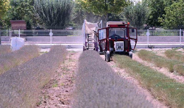 Karatay Lavanta Bahçesi'nde hasat başladı