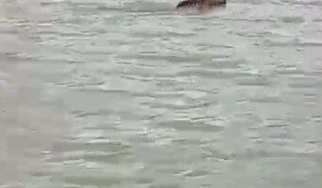 Kars'ta boz ayı çöplükten çıktı, barajda yüzdü