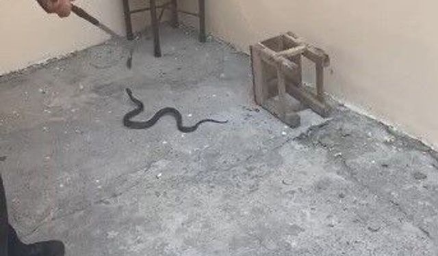 Kars'ta evin bahçesine giren yılan itfaiyeyi harekete geçirdi